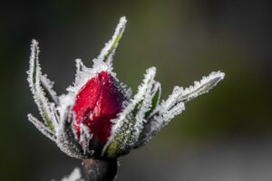 rose, vinter, blomst